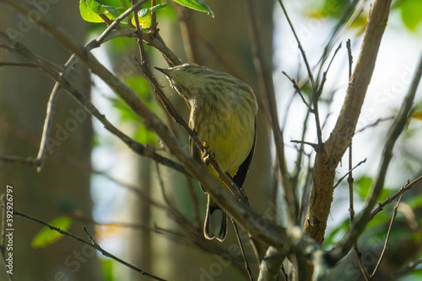 Fototapeta Palm Warbler (Setophaga palmarum) sitting on a branch bending in a funny way looking for bugs, Stuart, Florida, USA
