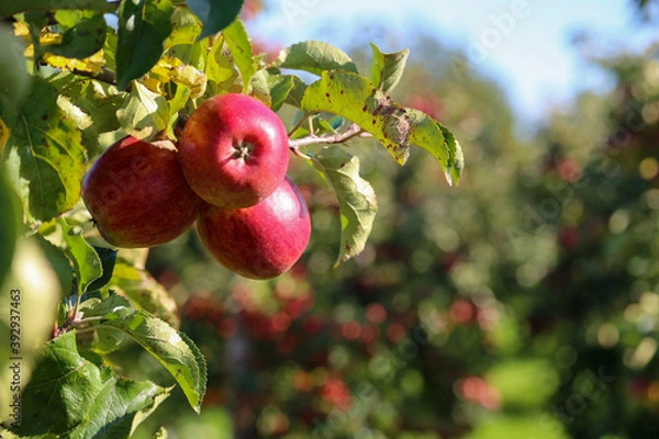 Obraz red ripe apples on tree, close-up in orchard