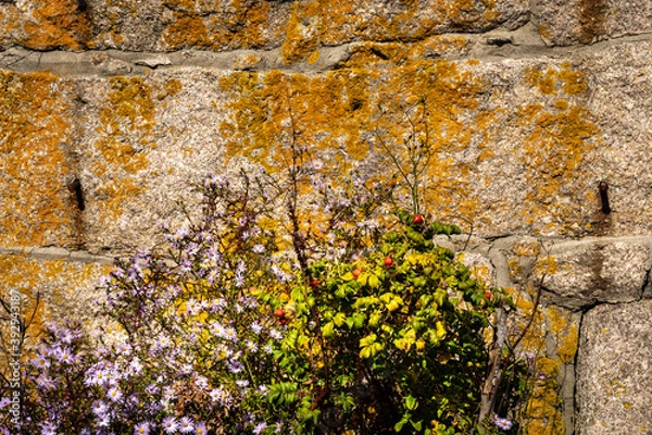 Obraz Fall asters and ragusa roses grow along a lichen-covered wall in Stonington on Deer Isle, Maine
