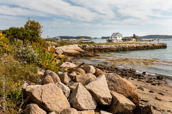 Obraz Rocks and wildflowers line the shore along the harbor of Stonington, Deer Isle, Maine
