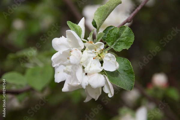 Fototapeta The apple tree blooms in spring, large white flowers.