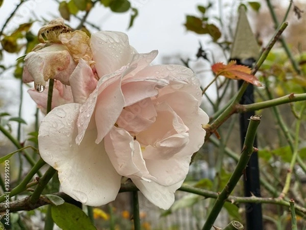 Fototapeta pink rose in the garden. Autumn day with rain and copy space