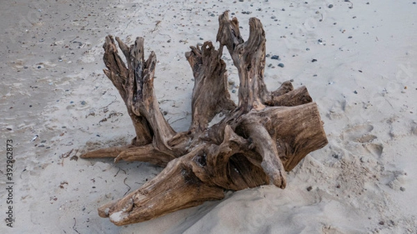 Obraz Flotsam on the beach of Graal-Müritz