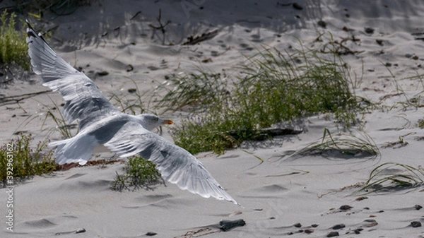 Obraz European herring gull flies on the coast over the sandy beach.