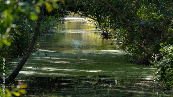 Obraz flowing water under trees in dierhagen