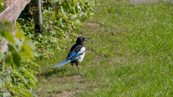 Obraz a magpie walks on a green meadow
