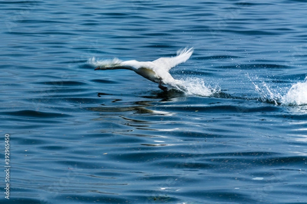 Fototapeta VOLO DEL CIGNO 