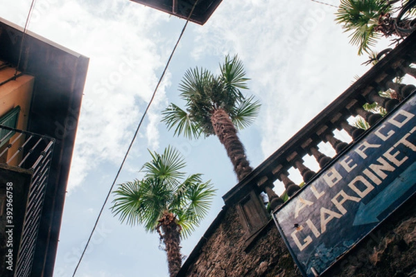 Fototapeta Palmtrees 