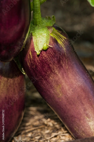 Fototapeta eggplant in the garden