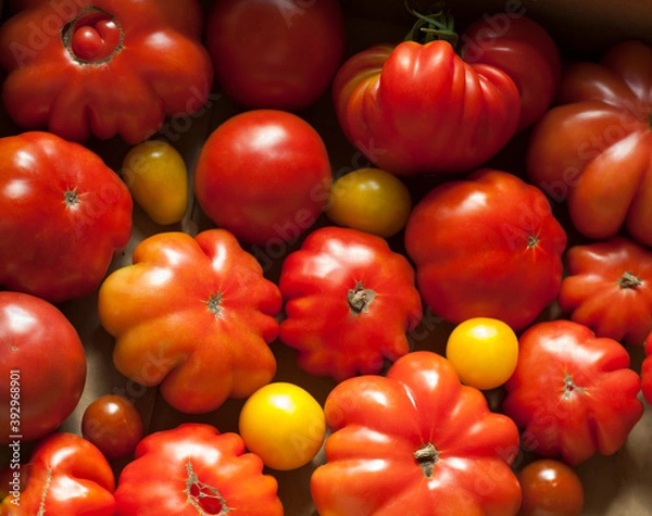 Fototapeta red and yellow tomatoes