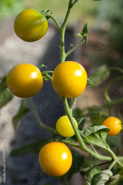 Fototapeta yellow cherry tomatoes grow