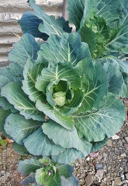Obraz cabbage in the garden