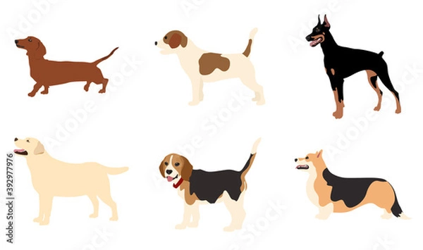 Fototapeta Vector image. The picture shows how the poses of dogs with the profile of different breeds, such as Labrador, Doberman, Corgi, Beagle, Jack Russell, are drawn by hand. Suitable for coloring book.