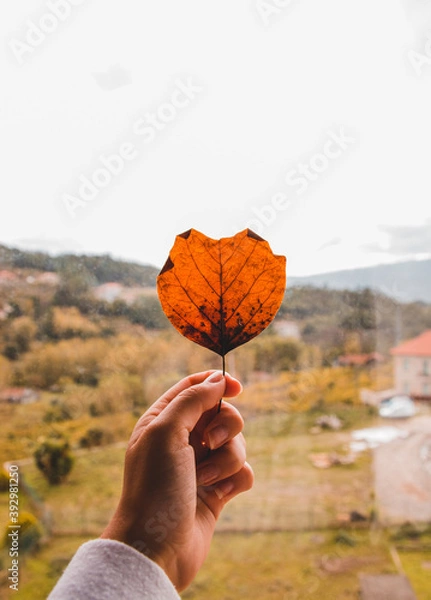 Fototapeta Autumn
