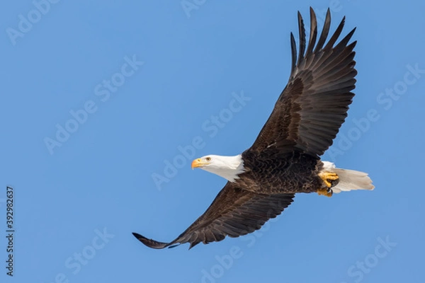 Obraz A Bald Eagle Soars in a Clear Blue Sky