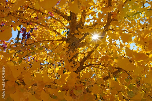 Fototapeta Yellow fan-shaped leaves of the ginkgo biloba tree in autumn