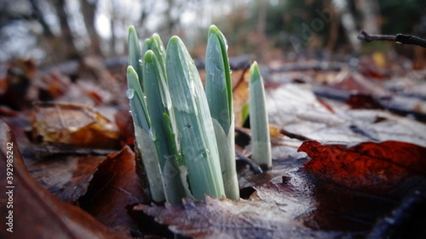 Obraz spring daffodils 