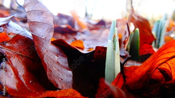 Obraz spring daffodils 