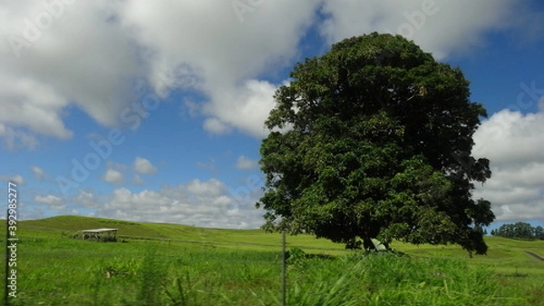 Obraz tree in the field
