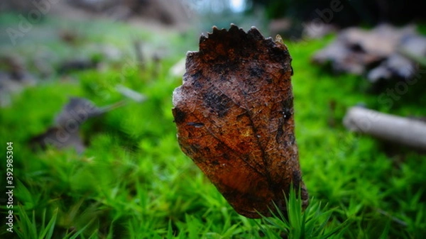 Obraz leaf