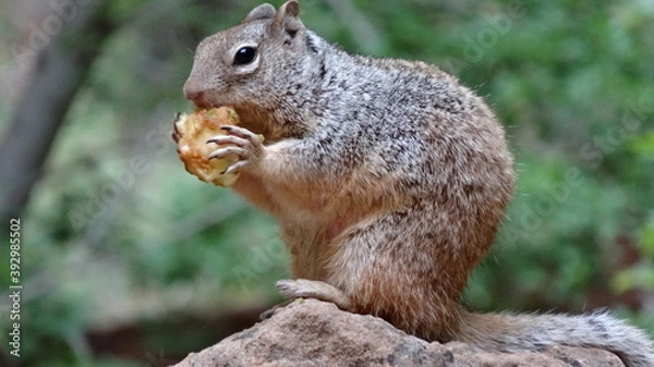 Obraz hungry squirell 