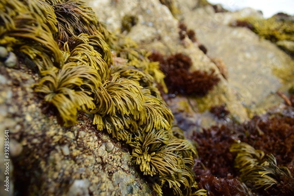 Obraz seeweed on rock