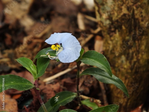 Obraz small lonely flower