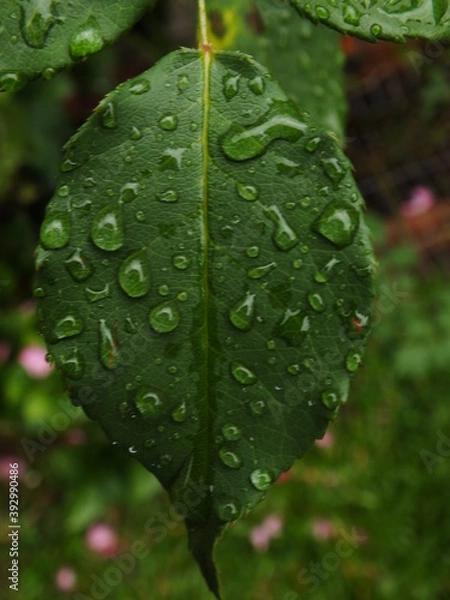 Obraz rain drops on a leaf
