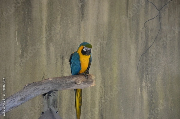 Obraz Tourist memories