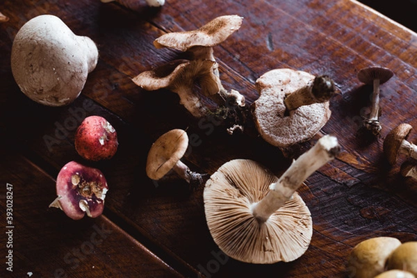 Obraz Fungi Forage