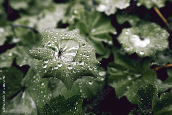 Obraz Rain Pools On Leaves