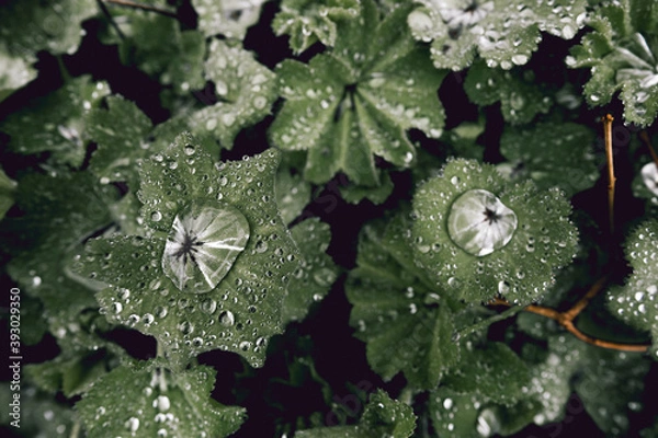 Obraz Rain Pools On Leaves II
