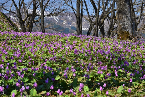 Fototapeta カタクリ咲く里山