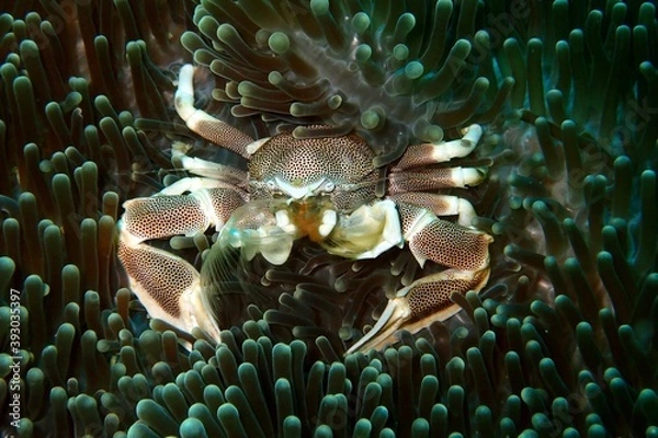 Obraz Porcelain Crab