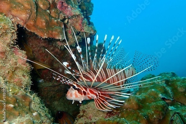 Obraz Lion fish
