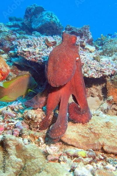 Obraz Octopus