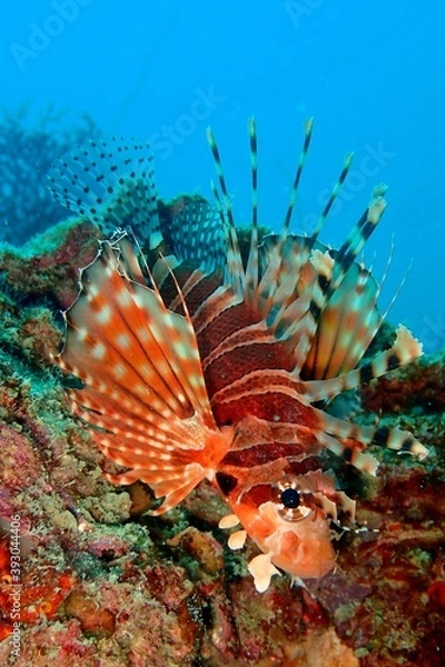 Obraz dwarf lionfish