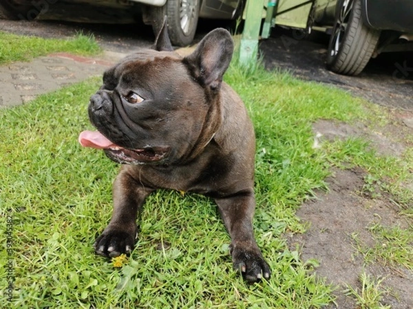 Obraz Buldog francuski