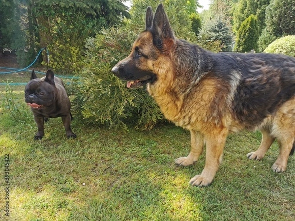 Obraz Owczarek niemiecki i buldog francuski