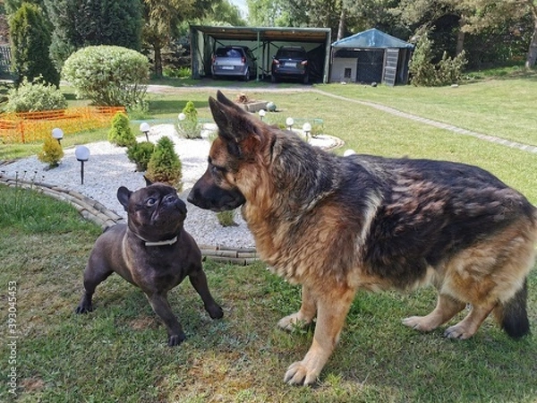 Obraz Owczarek niemiecki i buldog francuski 