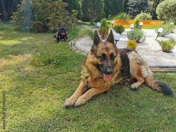 Obraz Owczarek niemiecki 