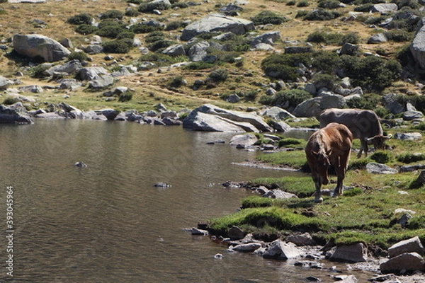 Obraz Hierba super fresca