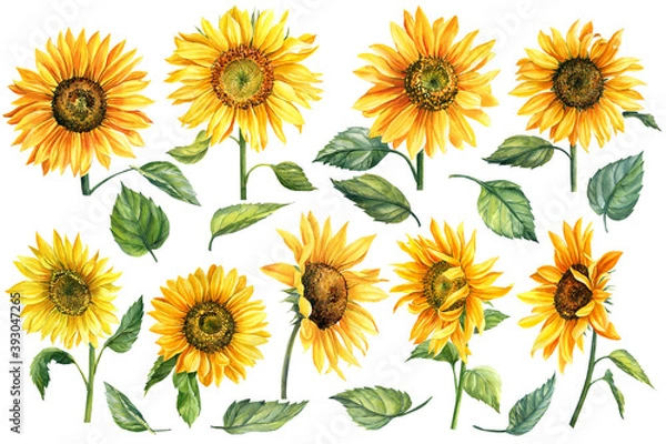 Fototapeta Zestaw akwarela jasny żółty, ręcznie rysowane słoneczniki