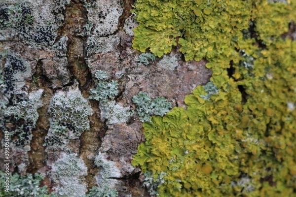 Obraz moss on tree bark