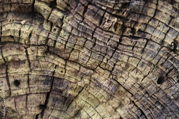 Obraz wood texture