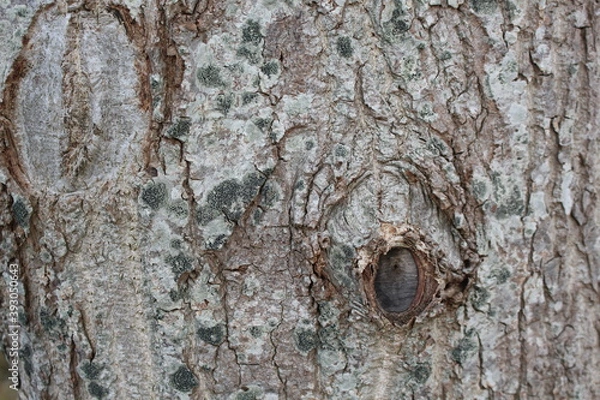 Obraz bark of a tree