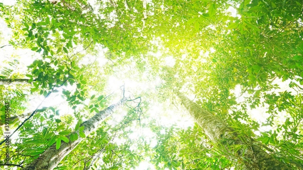 Fototapeta Colorful green leaves from treetop with sunbeam from sky