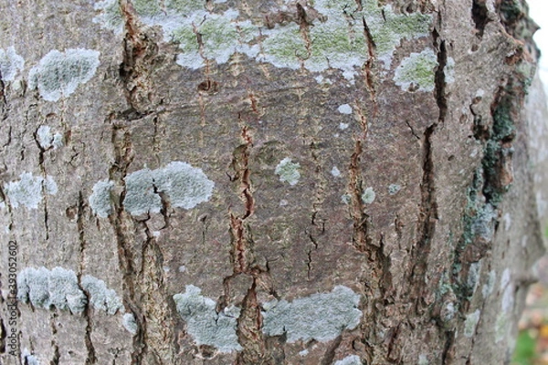 Obraz bark of a tree