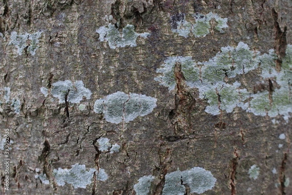 Obraz lichen on the rock