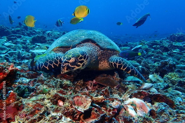 Obraz Hawksbill turtle